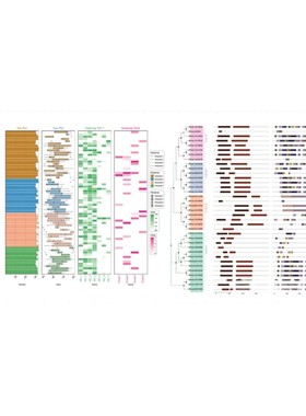 scRNAseq/stRNAseq/单细胞转录组/拟时序/CCI/细胞相互作用