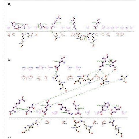 分子动力学模拟 分子动力学代算 生物分子计算 amber gromacs代算