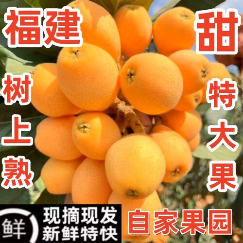 枇杷5斤【现摘现发】回头老客店