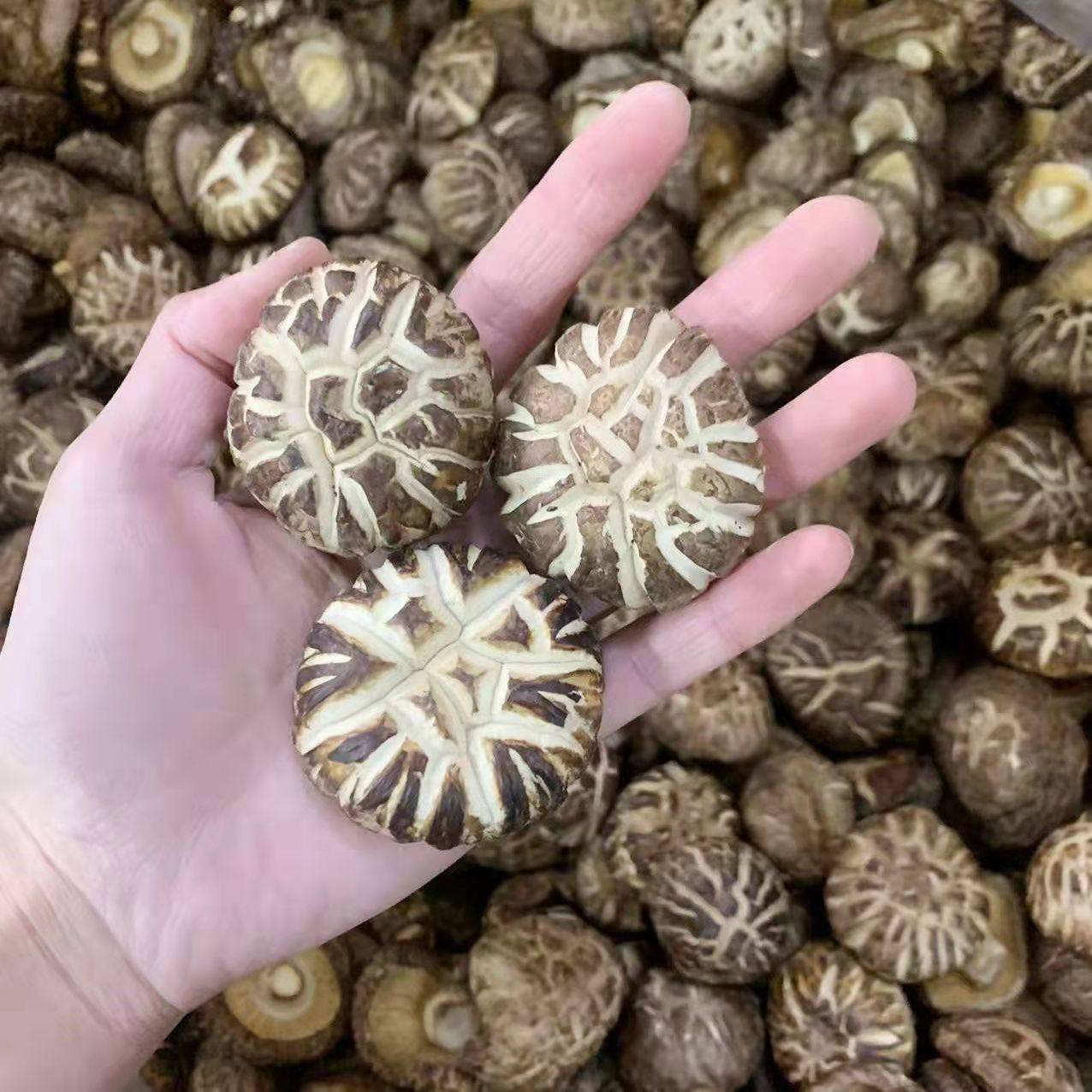 西峡香菇花菇新鲜干货500克 一斤包邮特产自产干花茹 干香菇 蘑菇