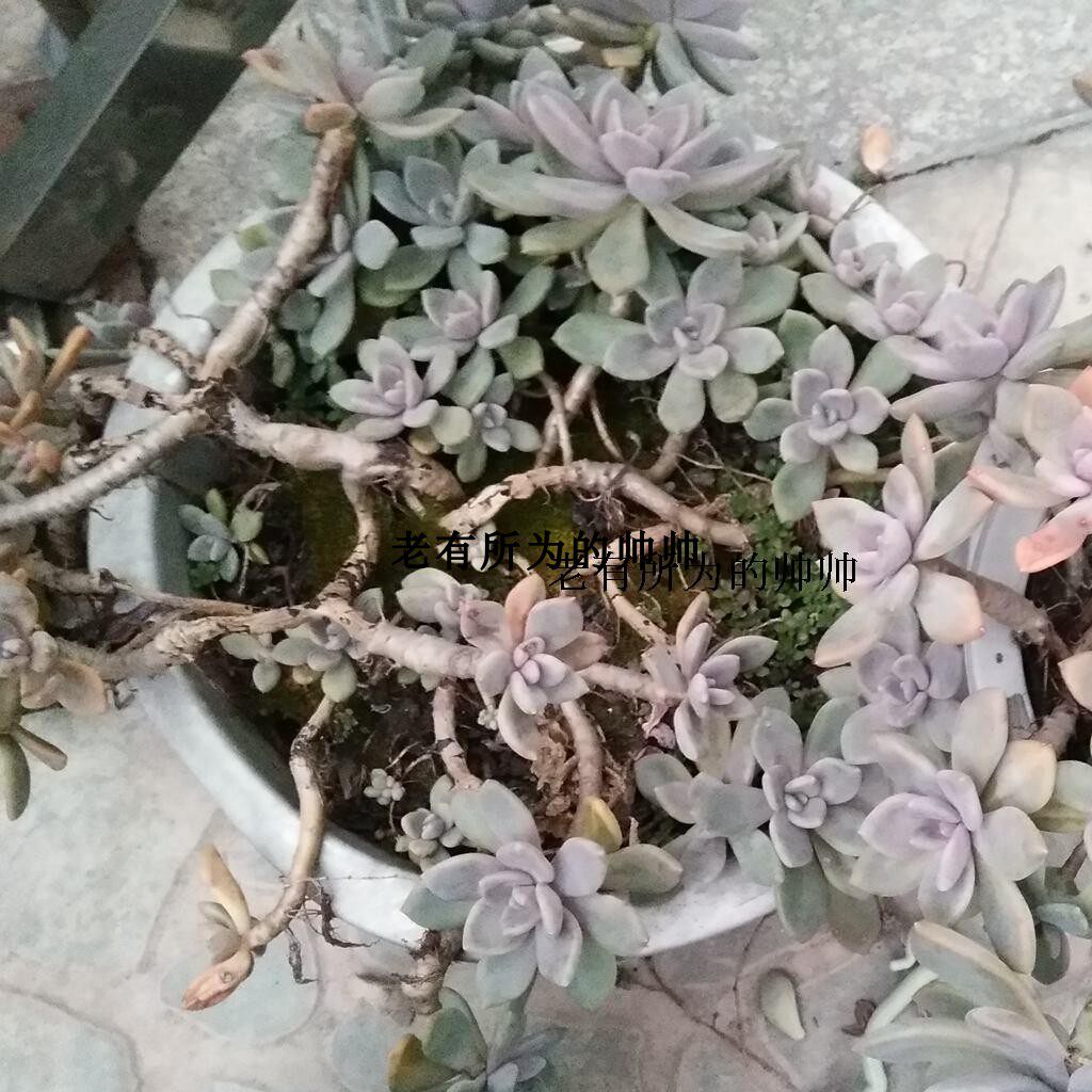 不怕下雪 宝石花易活 多肉植物石莲花 耐旱 易活