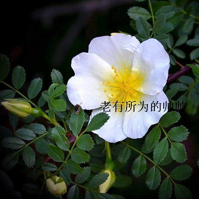 白色带刺花  白刺玫 带根 蔷薇 枝条可以长成藤蔓那么长