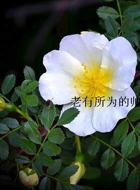 可以扦插带刺地栽扦插