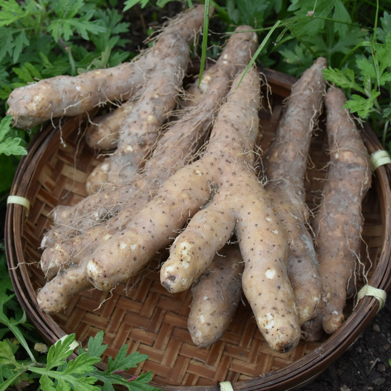 潮汕特产姜薯小淮山 新鲜现挖棉湖姜茨薯毛山药清爽口滑甜汤糖水