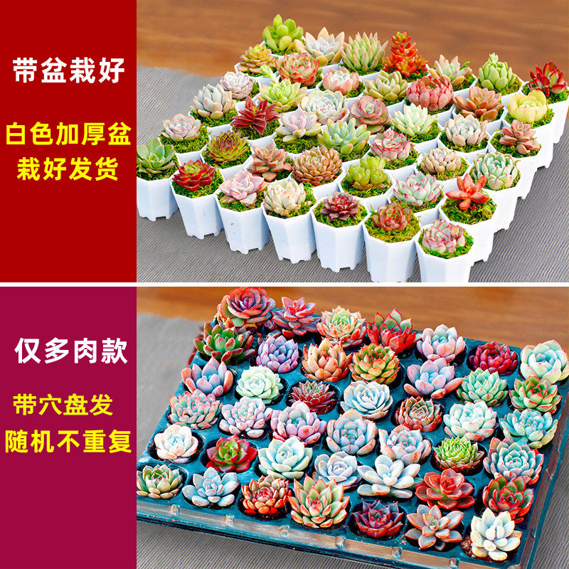 多肉植物稀有品种套装木盒花盆组合盆栽新手套餐肉肉花绿植含花盆