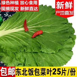 东北特产大饭包专用叶子菜包饭叶子白菜叶新鲜蔬菜一份25个包邮