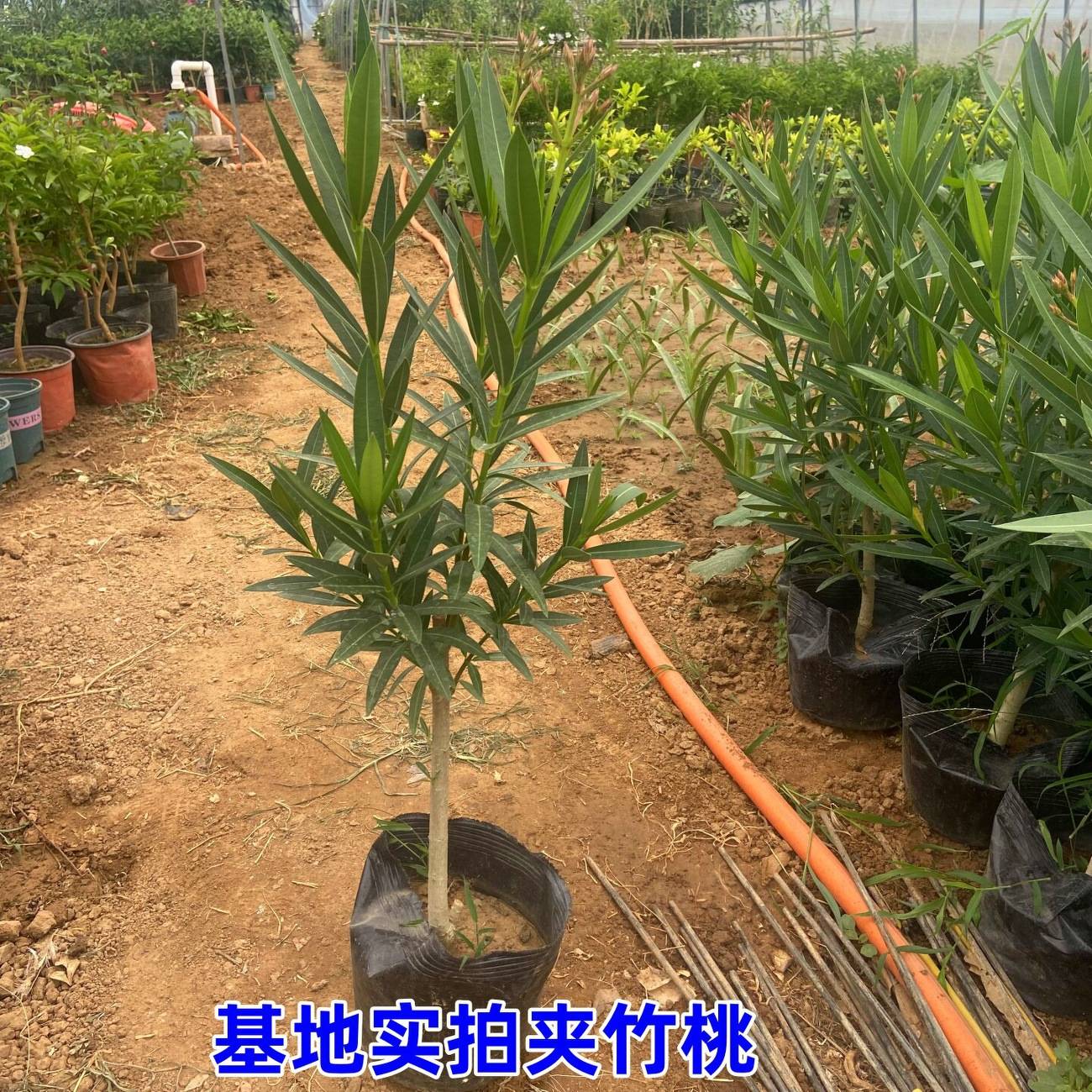 夹竹桃树苗盆栽绿化苗木庭院盆栽夹竹桃苗绿植地栽柳叶桃苗木篱笆 - 实物图