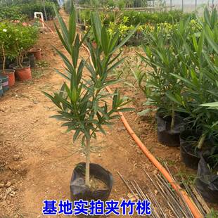 夹竹桃树苗盆栽绿化苗木庭院盆栽夹竹桃苗绿植地栽柳叶桃苗木篱笆