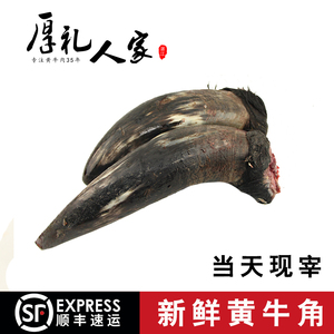 新鲜牛角 牛角 黄牛角 每天新鲜屠宰 黄牛角 牛角