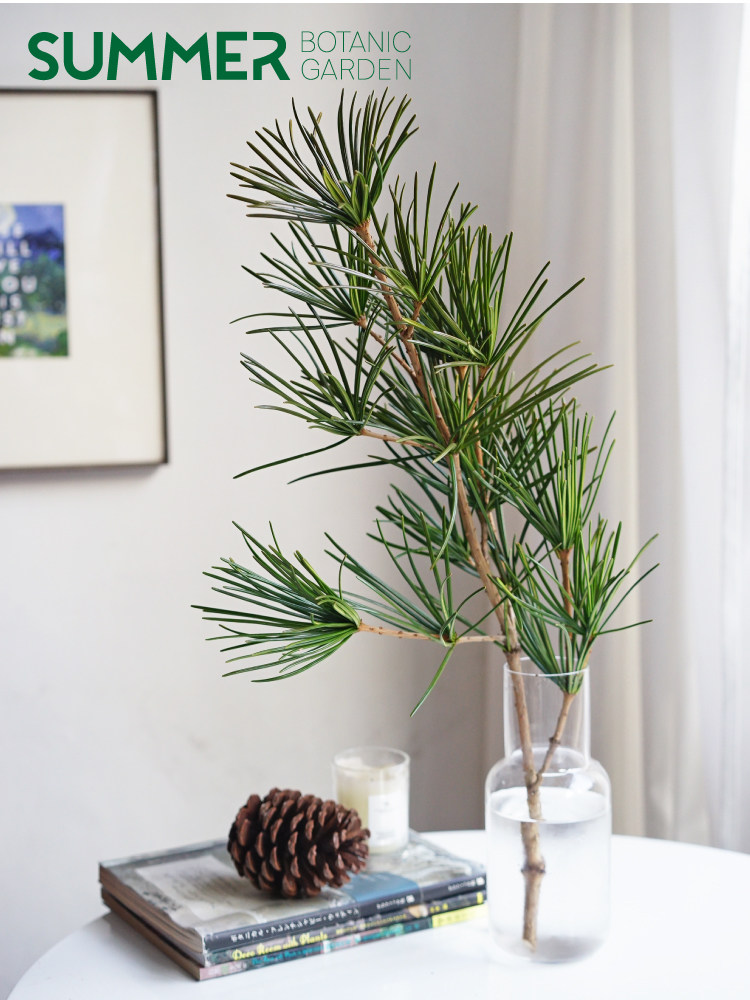 【仲夏植物园SUMMER】日本进口罗汉松切枝 迎客松鲜切枝条 鲜花|ruв категории доставка цветов/цветок моделирования/растения садоводства, доставка цветов (город) - от Buy2taobao.com для оказания профессиональной услуги покупки агента Taobao