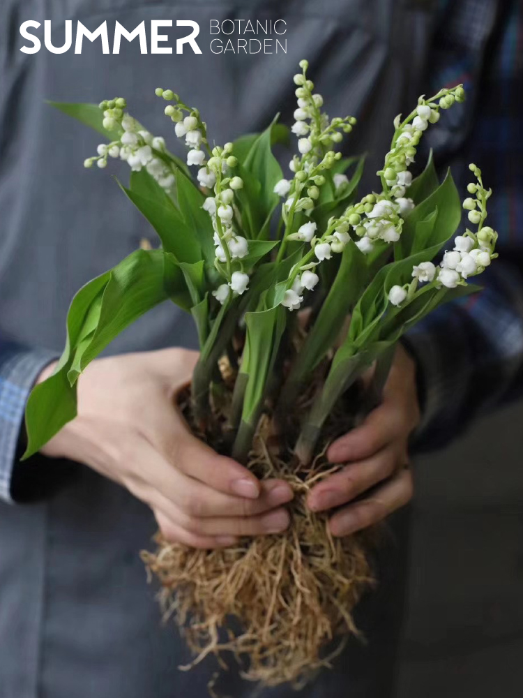 荷兰进口 铃兰 小盆栽芳香植物花卉室内阳台观花 带花芽 鲜花速递/花卉仿真/绿植园艺 时令草本花卉 原图主图