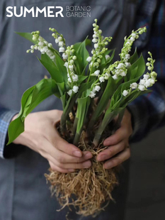 荷兰进口 带花芽 小盆栽芳香植物花卉室内阳台观花 铃兰