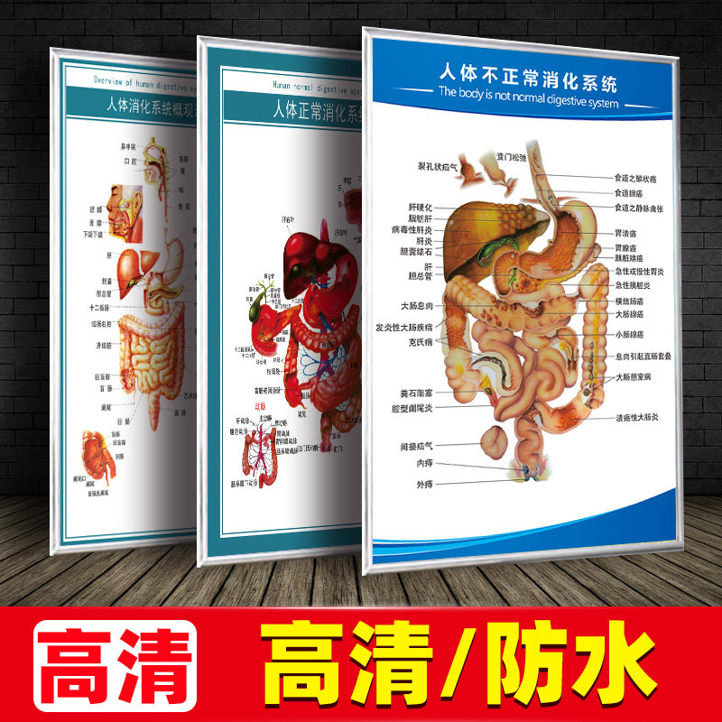 人体医学解剖图医用挂图消化系统内脏器官结构图墙贴宣传画画报 - 实物图