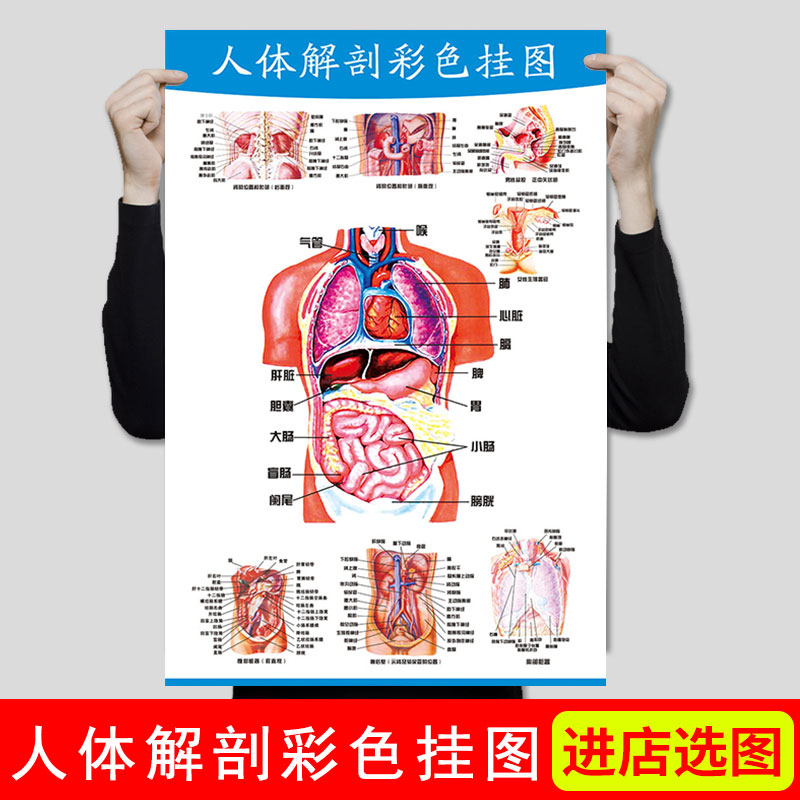 人体结构图人体骨骼图大挂图人体解剖彩色学图谱挂图全身家用器官