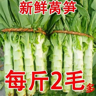 云南莴笋新鲜紫叶莴苣当季 蔬菜农家自种青菜现发 青笋时令香笋应季
