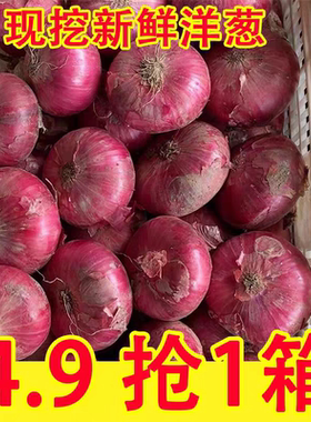 新鲜现挖当季紫皮红洋葱深紫色生吃水果洋葱圆葱蔬菜5斤批发包邮