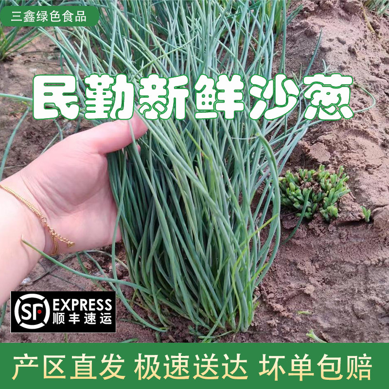 顺丰包邮甘肃民勤新鲜沙葱特色蔬菜沙漠西北特产沙葱葱类现采现发