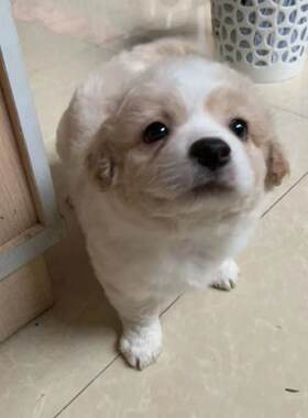 中华田园犬土狗拉布拉多比熊博美泰迪混血犬大黄狗黑狗看家护院犬
