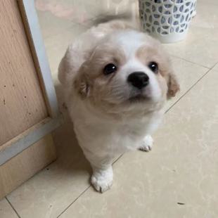 中华田园犬土狗拉布拉多比熊博美泰迪混血犬大黄狗黑狗看家护院犬