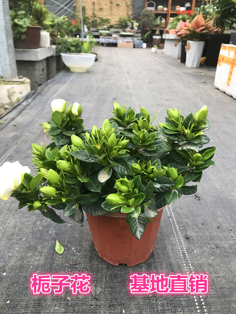 栀子花盆栽四季常青花卉易养耐晒耐寒植物带原土带花苞发货
