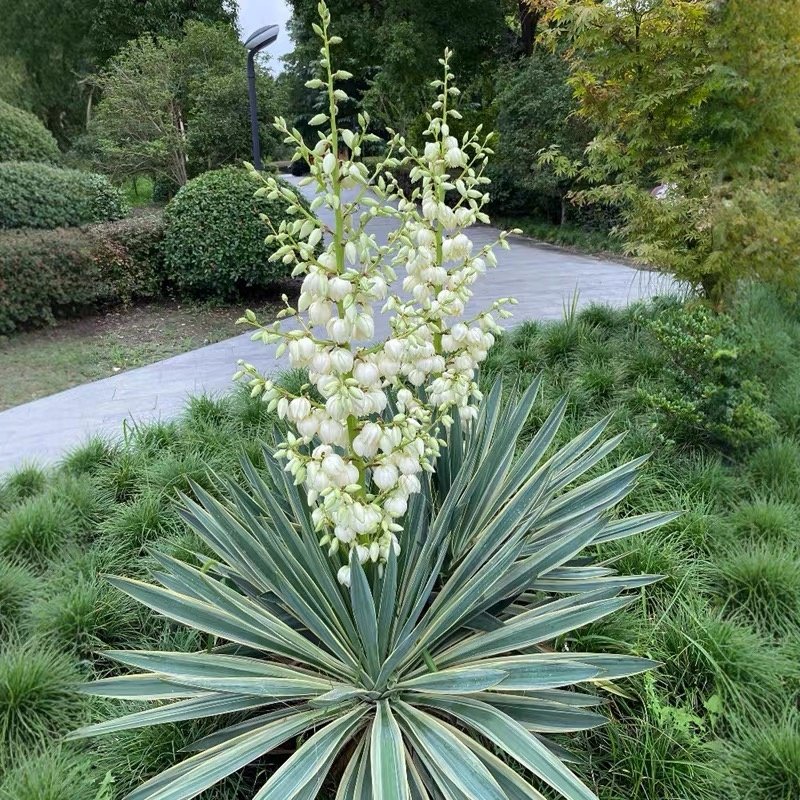 花镜凤尾兰庭院花园宿根四季鸢尾
