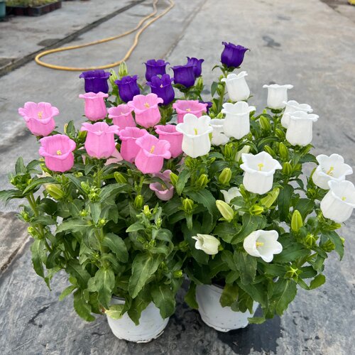 大花风铃草阳台易养多色盆栽