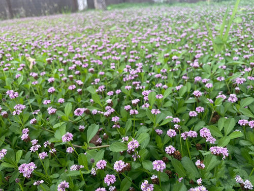 家乐园艺姬岩垂草开花草皮庭院