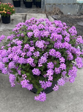 紫色马樱丹五色梅盆栽耐热耐晒庭院阳台花卉多年生草本植物包邮