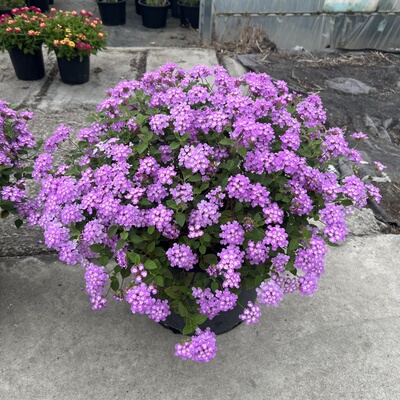 家乐园艺五色梅草本植物庭院花园