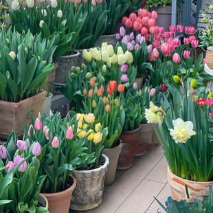 进口郁金香盆栽大苗室外庭院花卉耐寒四季开花阳台好养包邮