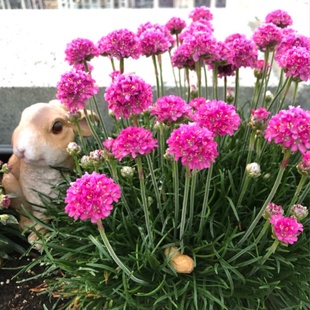 海石竹盆栽花苗带花发货阳台庭院花园植物好养易活多年生草本植物