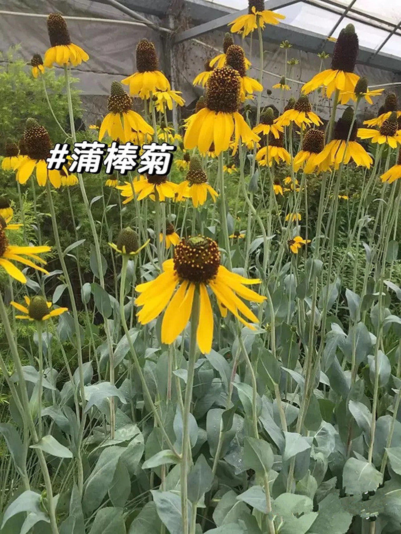 蒲棒菊盆栽花镜植物多年生草本花卉庭院阳台绿植好养耐寒耐冻包邮