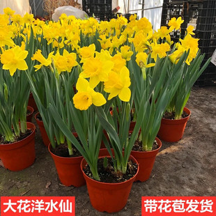 进口洋水仙带花苞大苗室内客厅花卉重瓣大花洋水仙花盆栽地栽庭院