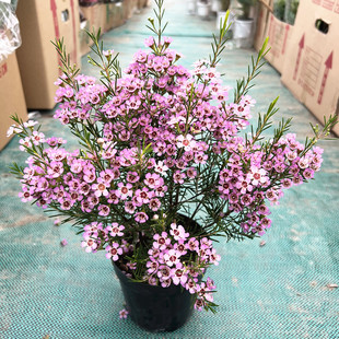 进口澳洲腊梅 小叶寒梅 多年生木本花卉阳台庭院植物耐寒盆栽包邮