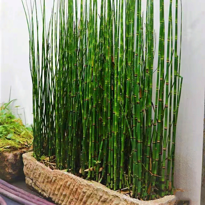 四季常青木贼庭院花坛美观好养