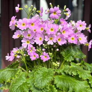 四季樱草报春花盆栽春季开花时令草本花卉室内阳台观赏植物