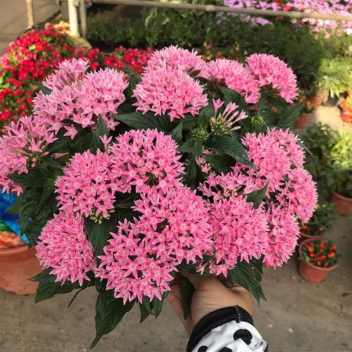 开花植物阳台五星花家乐园艺耐热