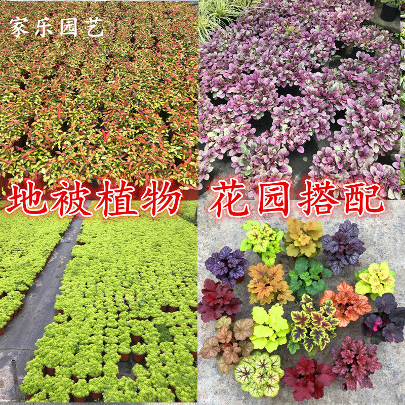 地被植物庭院花园搭配色彩花坛绿化多年生宿根花卉四季常绿耐寒