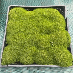 爱尔兰珍珠草苔藓石柱草四季常绿耐寒庭院花卉绿植多年生地被植物