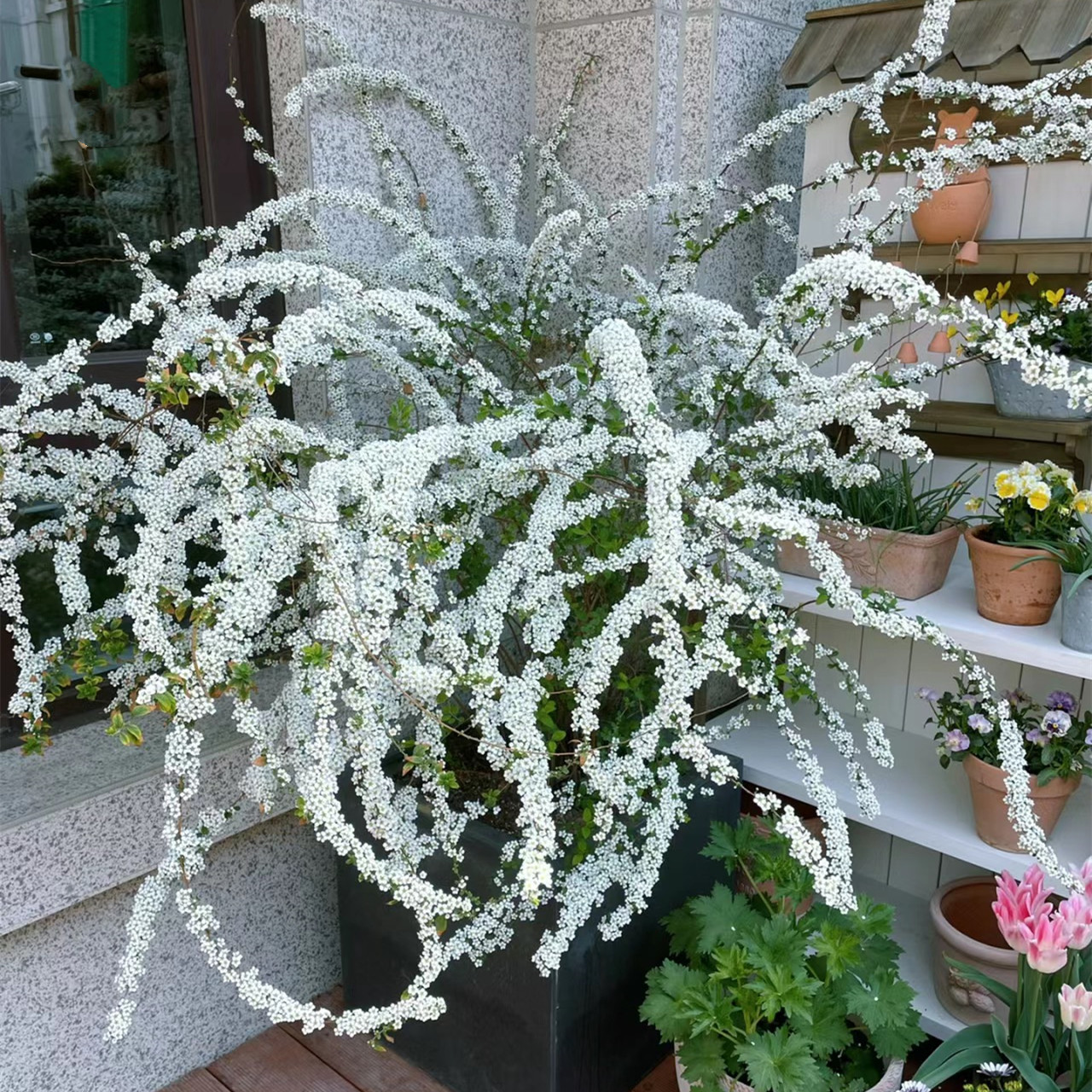 喷雪花绣线菊多年生灌木庭院图片