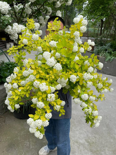 家乐园艺雪柳喷雪花植物