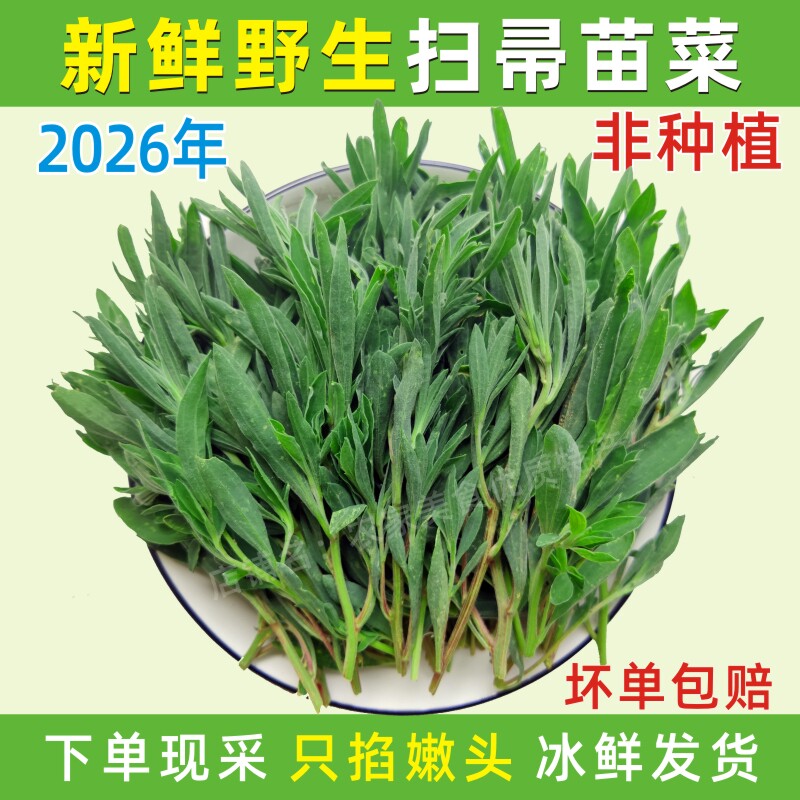 2026年新鲜扫帚菜天然野生地肤草河南蒸菜扫帚苗地麦菜现摘现发