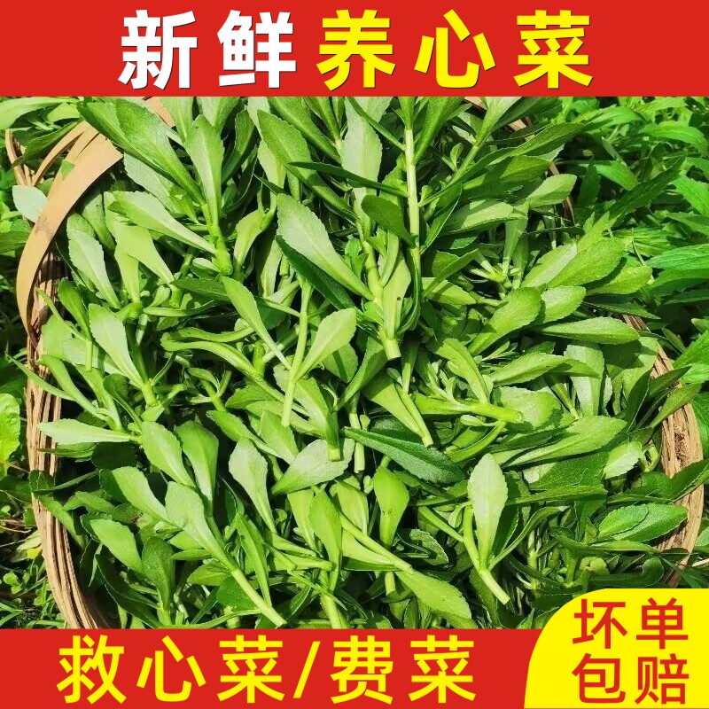 2026年新鲜养心菜现采现发高钙菜时令蔬菜救心菜费菜景天三七菜
