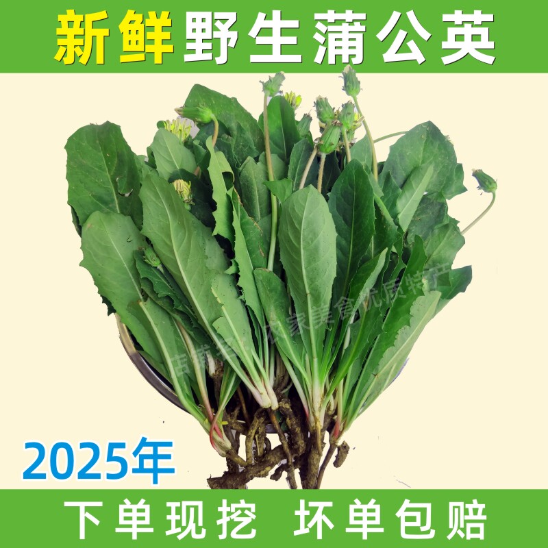 河南野生蒲公英整颗带根新鲜黄花苗地丁野菜现挖婆婆丁嫩叶菜包邮