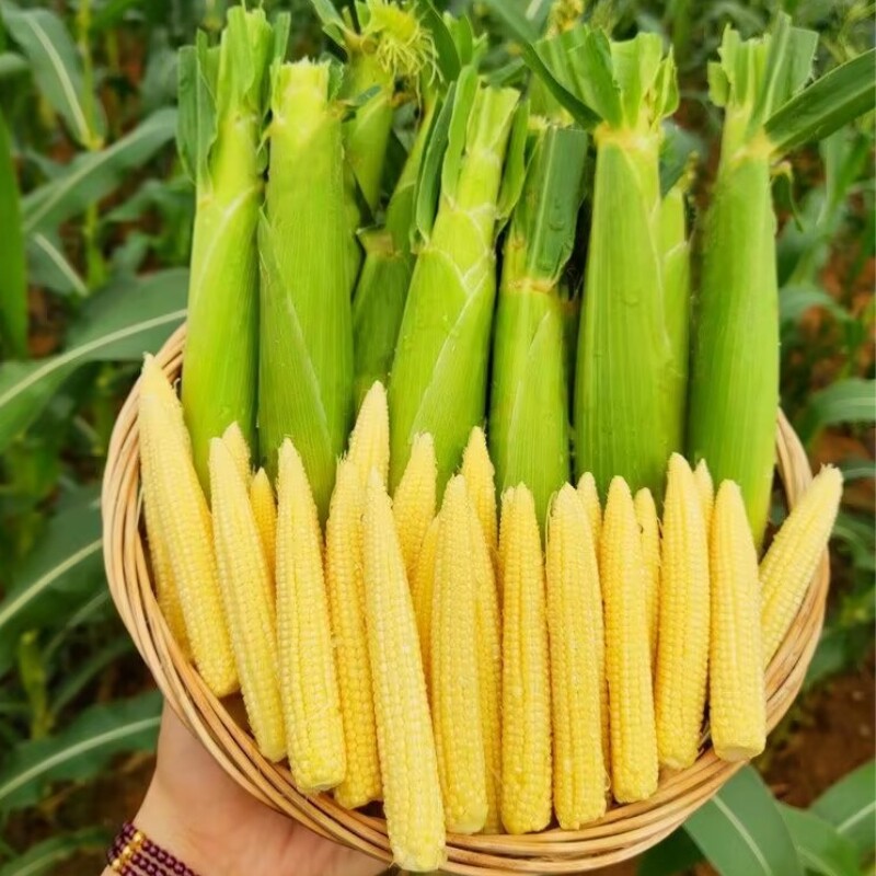 现货新鲜玉米笋现摘迷你小玉米芯苞谷仔须嫩穗儿水果甜玉米笋蔬菜