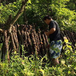 神农架黑木耳干货特级椴木黑木耳非东北香菇菌类蘑菇土特产 250g