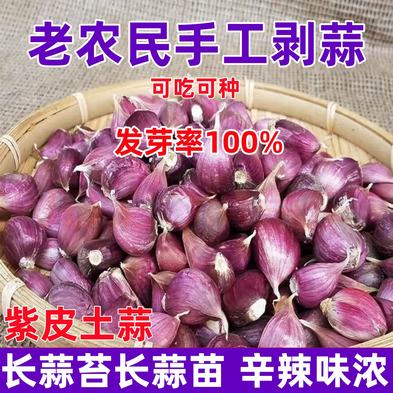 2026年蒜种子香蒜紫皮早蒜蒜苗蒜薹红根蒜苗正宗紫皮大大蒜出蒜苔