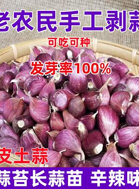 2026年蒜种子香蒜紫皮早蒜蒜苗蒜薹红根蒜苗正宗紫皮大大蒜出蒜苔