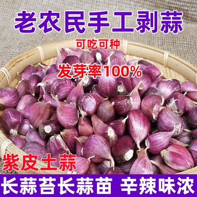 2025蒜种子香蒜紫皮早蒜蒜苗蒜薹红根蒜苗正宗紫皮大大蒜出蒜苔