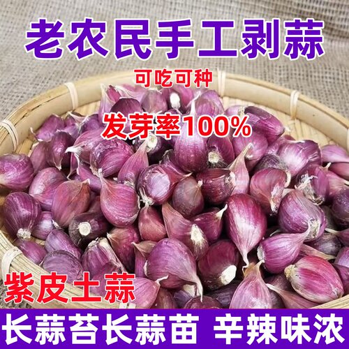 2026年蒜种子香蒜紫皮早蒜蒜苗蒜薹红根蒜苗正宗紫皮大大蒜出蒜苔